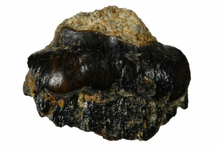 Fossil Pachycephalosaurid Tooth - Montana #173434